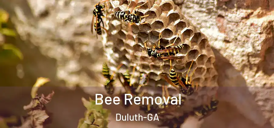  Bee Removal Duluth-GA