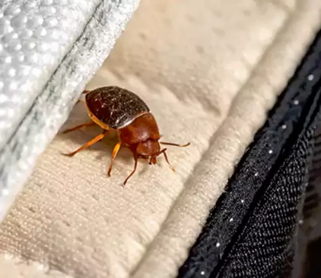 Trusted Bed Bug Prevention Specialists in Duluth, GA