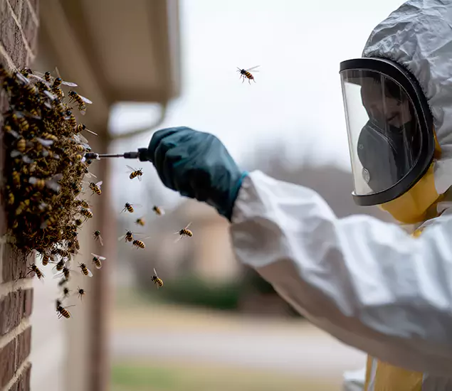 Your Bee Removal Company in Duluth, GA