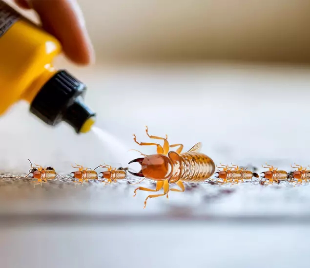 Reliable Bora Care Termite Experts in Duluth, GA