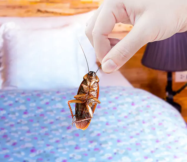 Expert Roach Control Services: Your Cockroach Pest Control in Duluth, GA