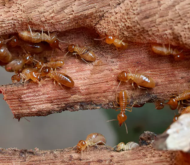 About Our Drywood Termite Treatment Experts in Duluth, GA