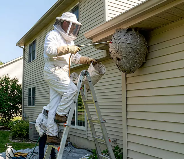 Expert Wasp Nest Removal: Your Local Wasp Nest Removal Company in Duluth, GA