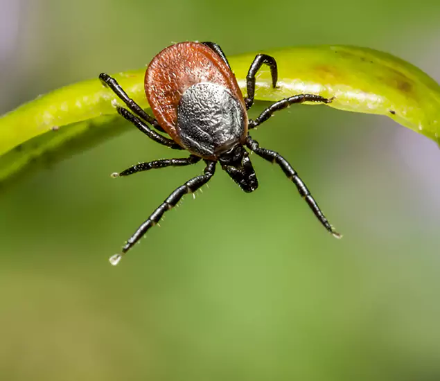 Your Trusted Tick Pest Control in Duluth, GA