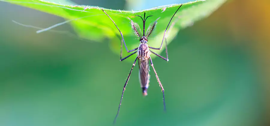 Natural Mosquito Spray for Yard in Duluth