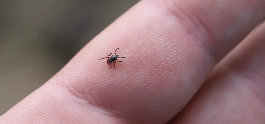 Infection Prevention for Bed Bug Bites in Duluth
