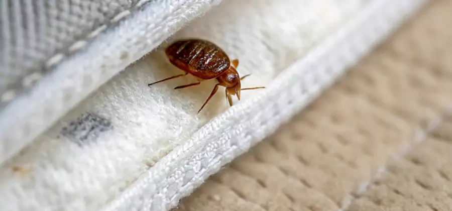 Tenting Bed Bug Fumigation in Duluth