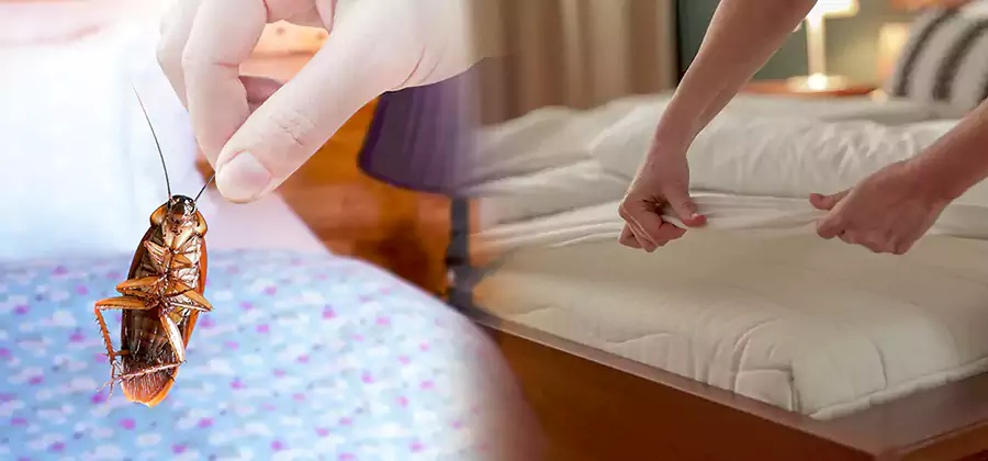 Bed Bug Home Extermination Service in Duluth