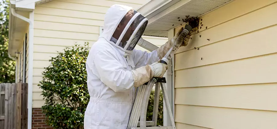 Ground Bee Removal in Duluth