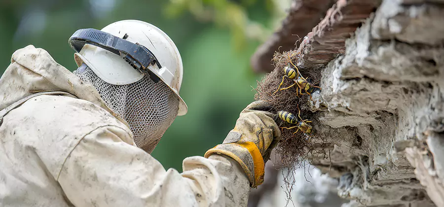 Bee and Wasp Hornet Removal in Duluth