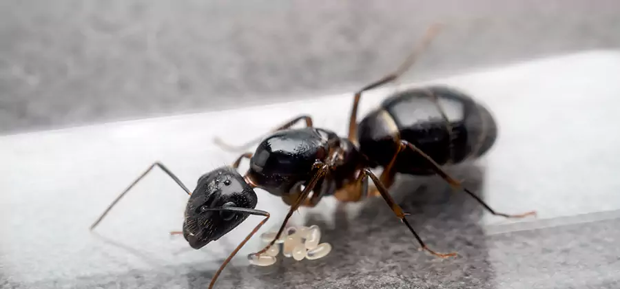 Black Ants in Kitchen Elimination in Duluth