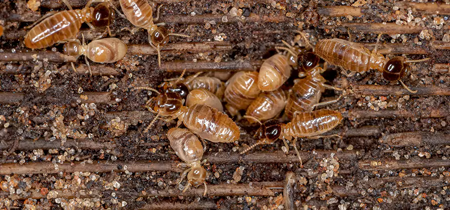 Bora Care Residential Termite Control in Duluth
