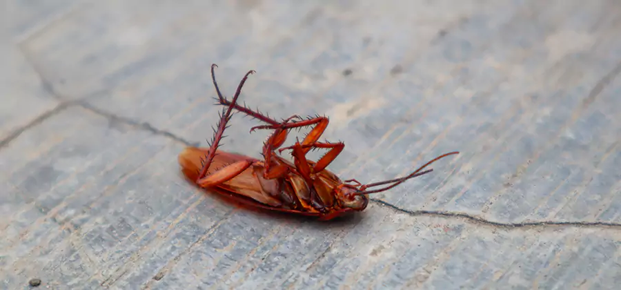Cockroach Eradication for Commercial Properties in Duluth