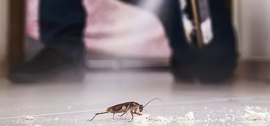 Roach House Treatment Duluth