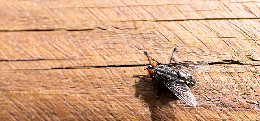 Flying Ant Barrier Treatment in Duluth