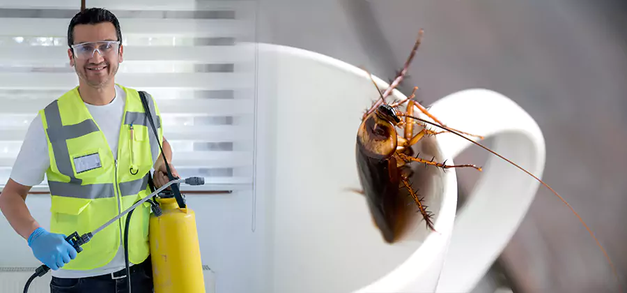 German Roach Infestation Treatment Duluth