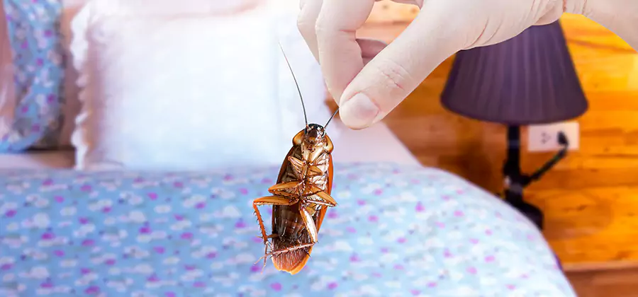Fast Roach Elimination in Duluth