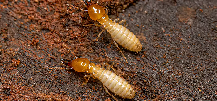 Structural Heat Termite Treatment in Duluth