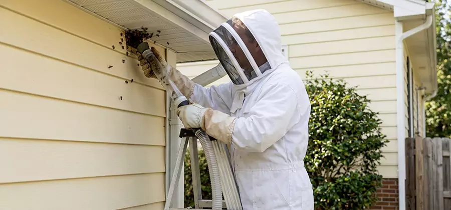Wasp Nest in Wall Removal in Duluth