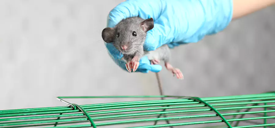 Humane Rat Trapping in Duluth