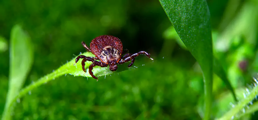 Tick Prevention for Yard in Duluth
