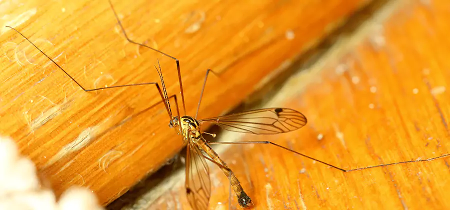 Exterior Mosquito Control in Duluth