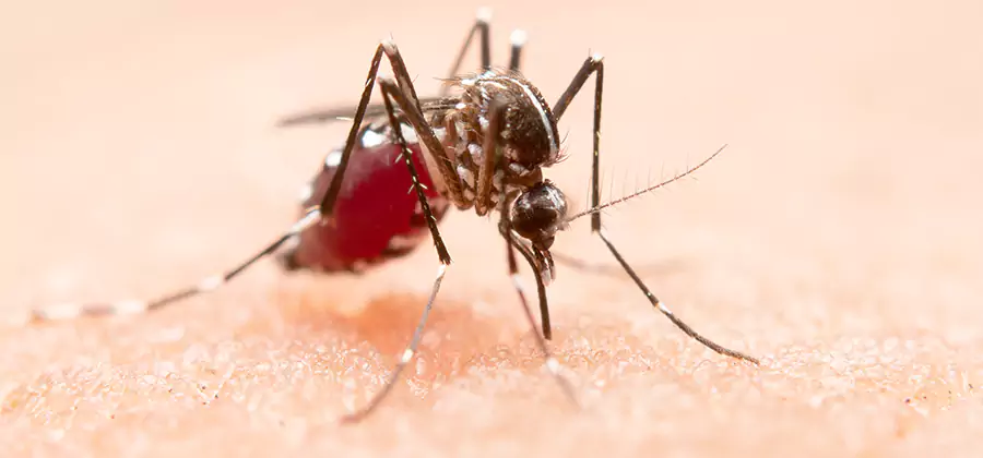 Indoor Mosquito Killer and Interior Control in Duluth