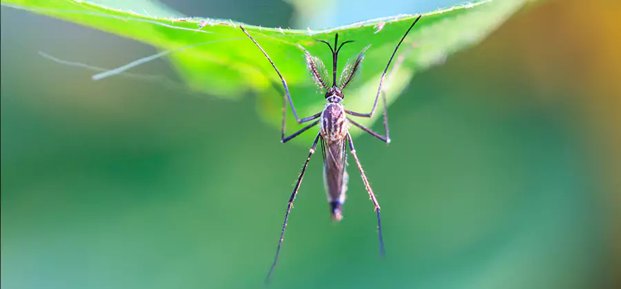 Pest and Mosquito Control for Yard and Patio in Duluth