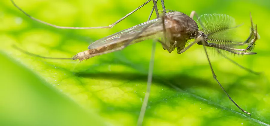 Herbal Mosquito Repellent Treatment in Duluth