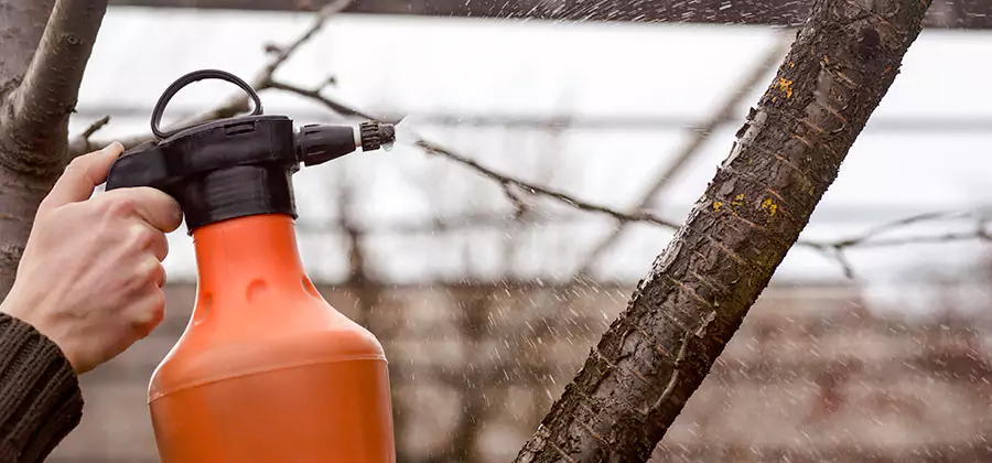 Orange Oil Structural Cavity Treatment in Duluth