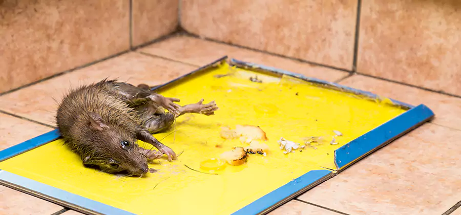 Rat Trapping Service In Duluth