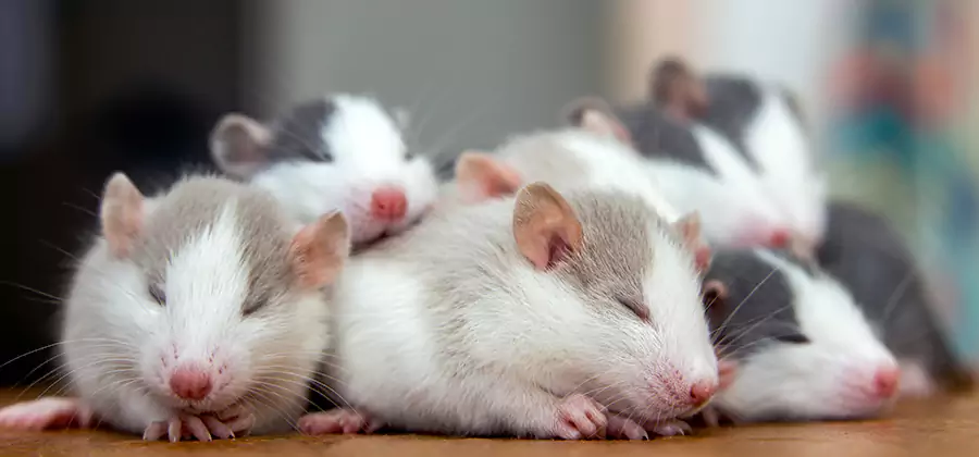 Rat Infestation Exclusion Service in Duluth
