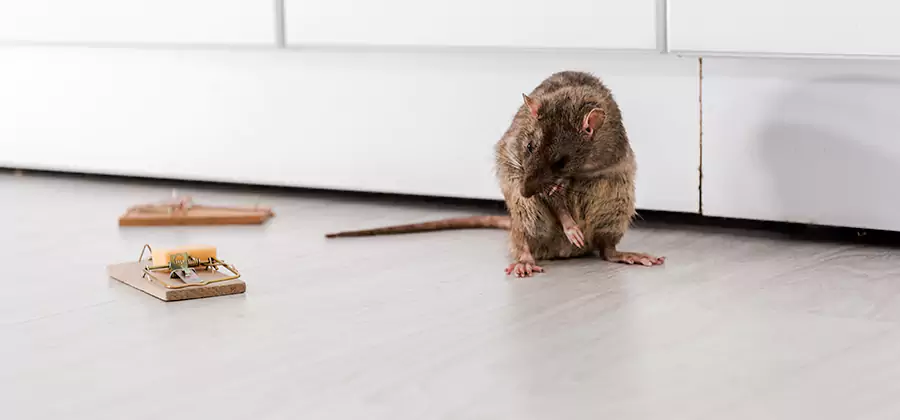 Rat Baiting Removal Service in Duluth