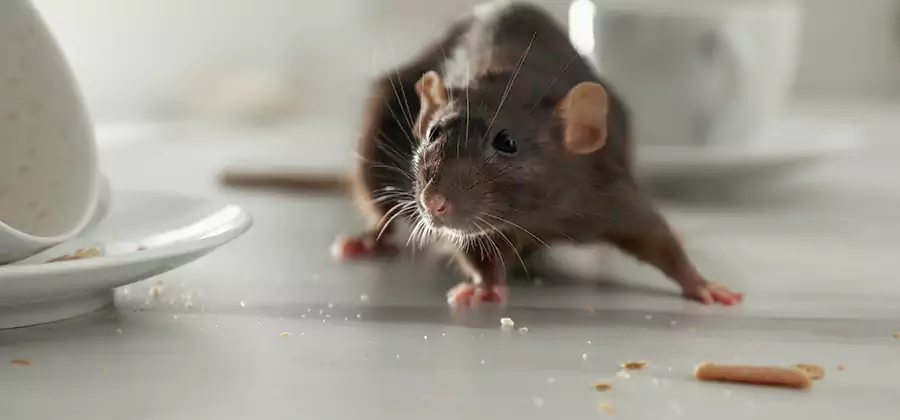 Attic Rat Exclusion Service in Duluth