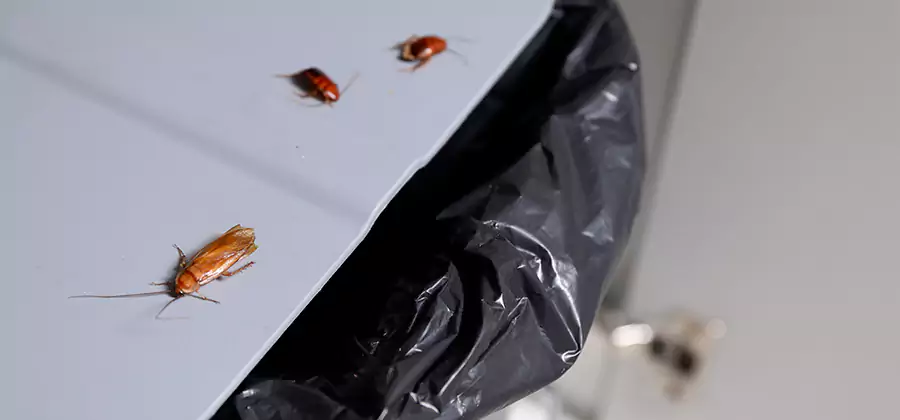 German Roach Pest Control in Duluth