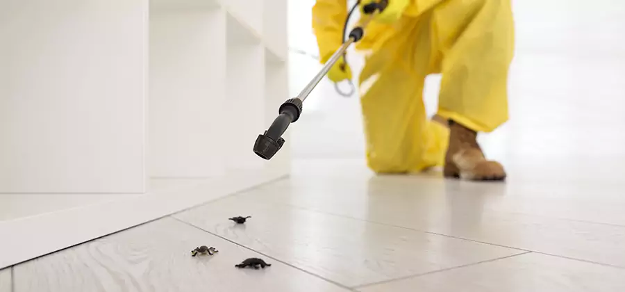 Roach and Bed Bug Exterminator in Duluth