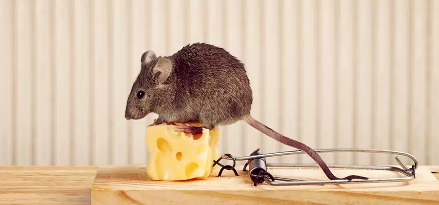 Commercial Rodent Exclusion Services in Duluth