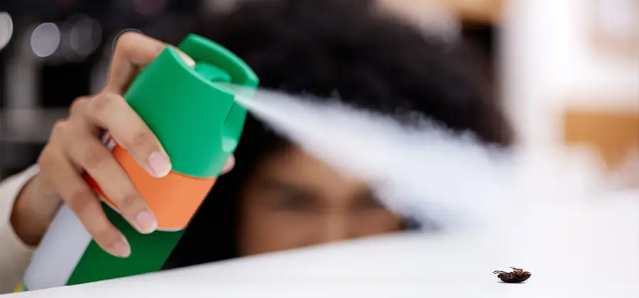 Child Safe Bed Bug Treatment in Duluth