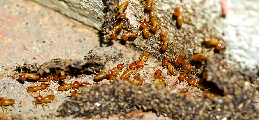 Wood Treatment and Localized Termite Solutions in Duluth