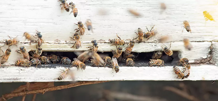 Residential Termite Fumigation in Duluth