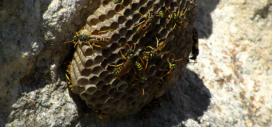 Wasp Nest in Tree Removal Duluth