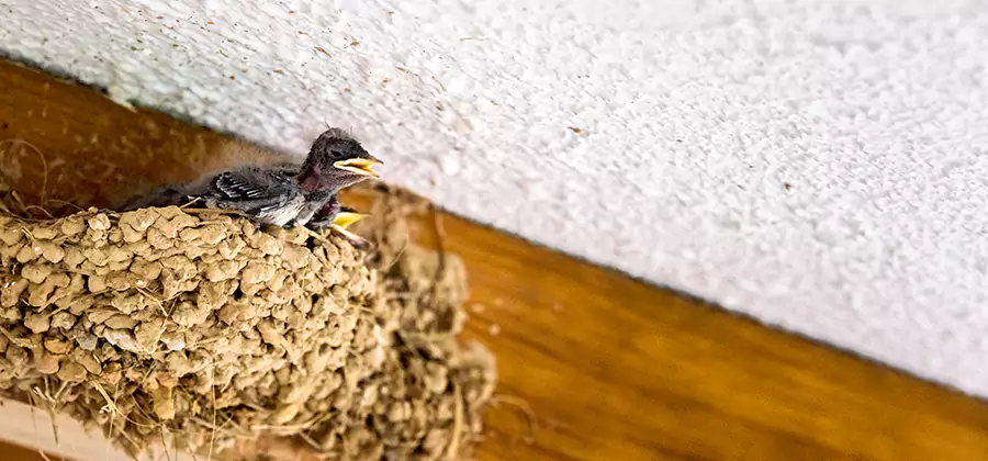 Bird Removal From House in Duluth