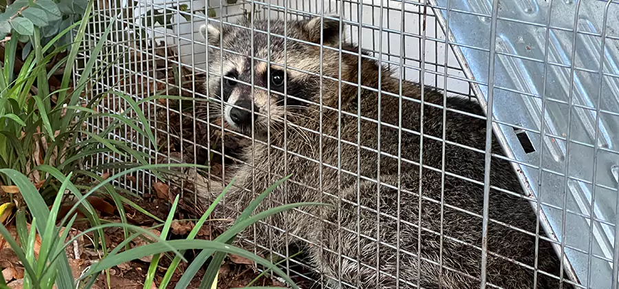 Wildlife Relocation Services in Duluth