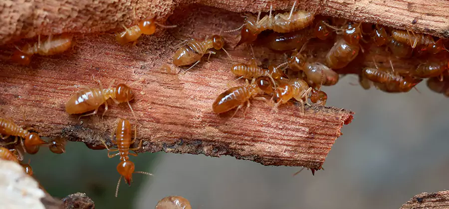 Wood Preservation Termite Treatment in Duluth