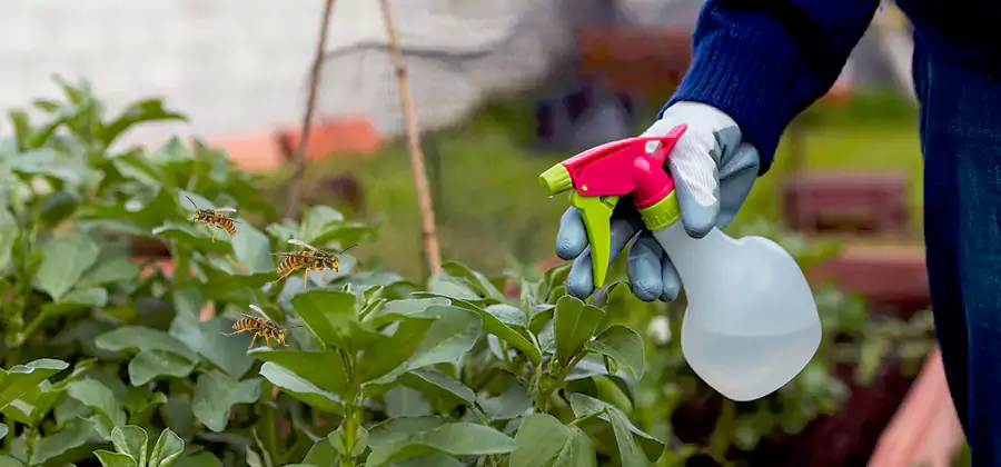 Yellow Jacket Pest Removal for Commercial Properties in Duluth