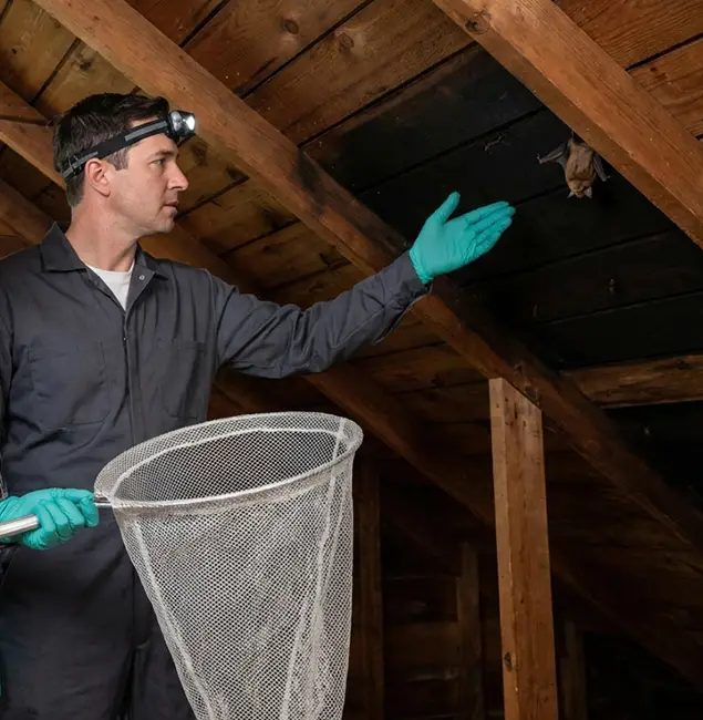 Why Duluth Quality Pest Control Is the Right Choice in Duluth, GA?