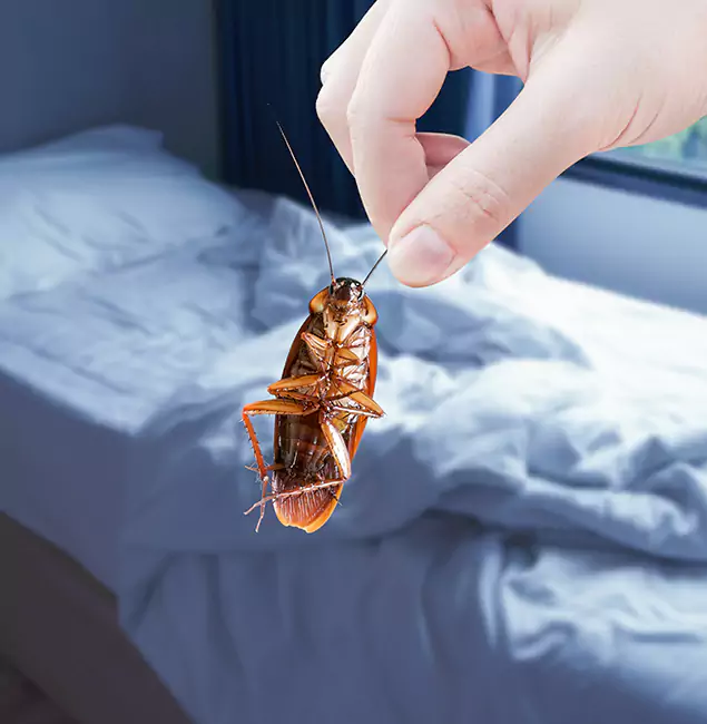 Why Choose Duluth Quality Pest Control for Bed Bug Extermination in Duluth, GA?
