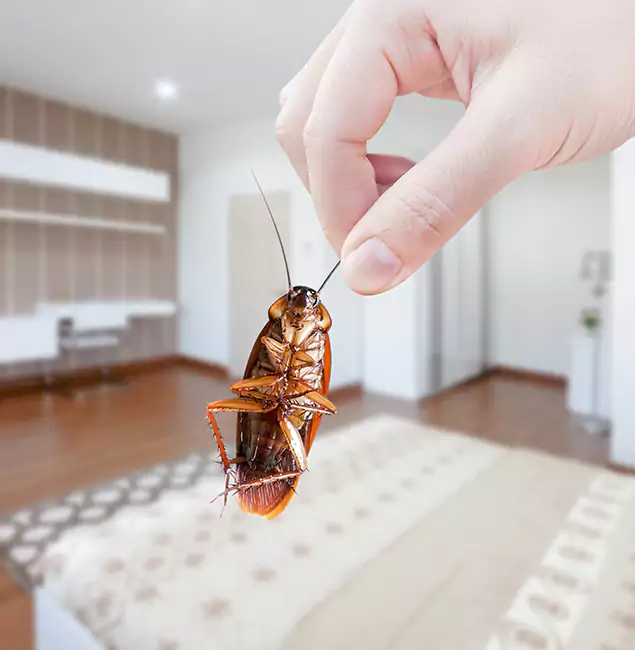 Why Duluth Quality Pest Control Stand Out for Bed Bug Fumigation in Duluth, GA?