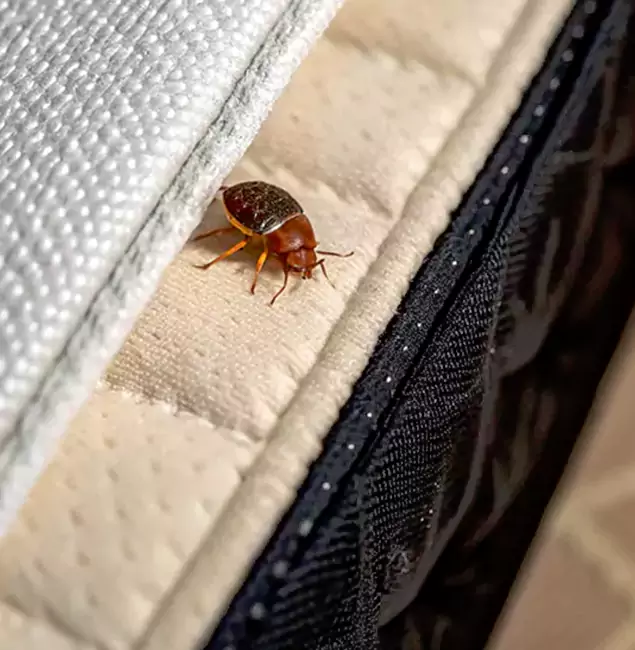 Why Choose Duluth Quality Pest Control for Bed Bug Treatment at Home in Duluth, GA?