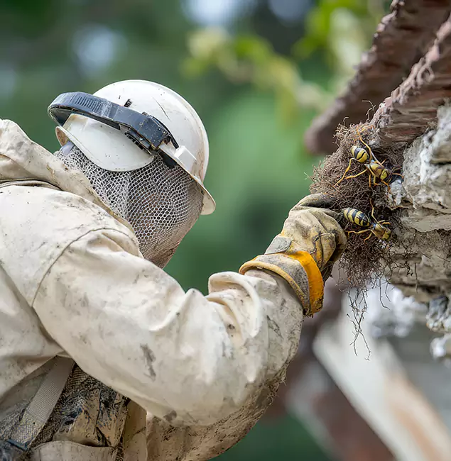 Why Duluth Property Owners Choose Duluth Quality Pest Control for Bee Exterminator?